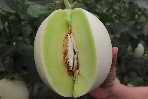 娛樂吃瓜菌人人有苦衷,人人有苦衷，吃瓜菌帶你探秘幕后真相