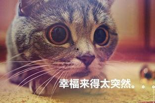 貓貓永不為奴娛樂吃瓜醬,揭秘娛樂圈幕后趣聞